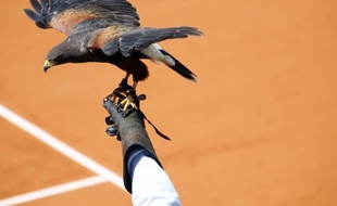 Les organisateurs du tournoi de Roland-Garros, qui débute dimanche, ont recours à un moyen assez radical et inédit afin de chasser les pigeons susceptibles de gêner les joueurs: ils font appel à des faucons, a expliqué mercredi la Préfecture de police de Paris.