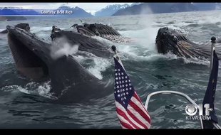Capture d'écran d'une vidéo tournée par Brad Rich, un pêcheur qui a rencontré un ban de baleines à bosse, le 5 juillet 2015.