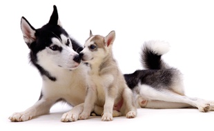 Des chiens Husky (illustration).