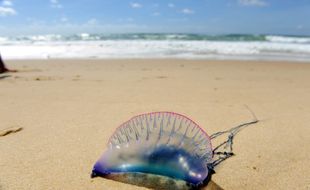 Une physalie sur la plage du Porge en 2011.