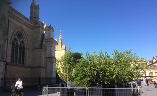 Une cinquantaine d'arbres en pot venant de pépinières va être installée sur la place Pey-Berland.