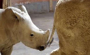 Un bébé rhinocéros blanc et sa mère au zoo de Budapest