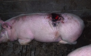 Des images d'un porc avec une plaie béante, extrait des vidéos tournées dans un élevage du Tarn et diffusées par L214.