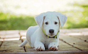 Un chiot. Image d'illustration.