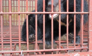 Quatorze ours ont été sauvés du commerce illégal de la bile au Vietnam et transportés dans un centre de secours près de Hanoï, a-t-on appris mardi auprès d'une organisation de protection de la faune sauvage.