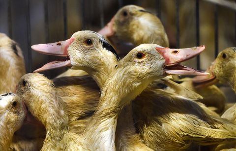 La grippe aviaire est de retour avec un foyer détecté en Seine-Maritime