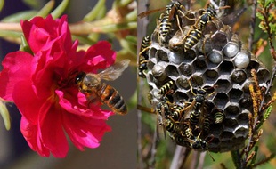 A gauche, une abeille butine une fleur. A droite, des guêpes dans un nid.