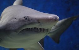 En Australie, un surfeur survit à une attaque d’un requin de cinq mètres