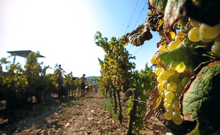 La Provence produit une moyenne de 141 millions de bouteilles de rosés AOC chaque année.