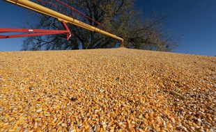 Illustration de grains de maïs avant leur transport dans un silo.