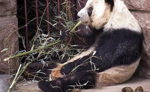 L'année dernière il s'en était pris à un homme saoûl trop entreprenant, cette année Gu Gu, l'un des pandas vedettes du zoo de Pékin, a mordu un jeune admirateur de 15 ans, rapporte mardi Les Nouvelles de Pékin.