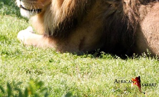 Charly, le lion de 18 ans du zoo de Plaisance-du-Touch, est mort en début de semaine.