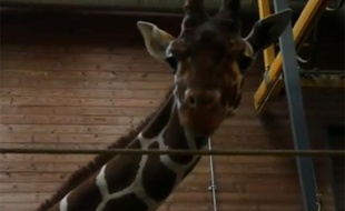 Ce girafon a été euthanasié dimanche 9 février au zoo de Copenhague.