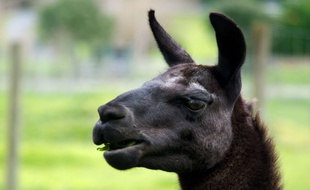 Un lama (illustration)