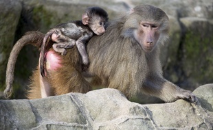 Un babouin et son petit. (Illustration)