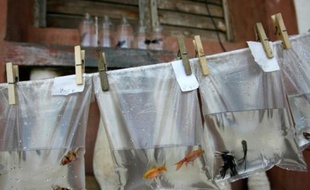 Vente de poissons tropicaux dans les rues de Gibara, Cuba, le 18 avril 2008.