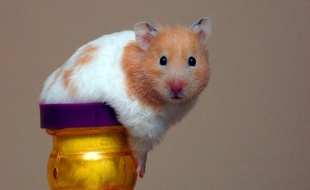 Un hamster.