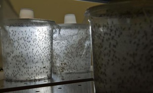 Le projet d'une société britannique de lâcher des moustiques génétiquement modifiés dans le sud de la Floride pour lutter contre des maladies comme la dengue provoque une levée de bouclier parmi les résidents