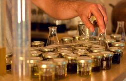 « Je bois la garrigue, là »… On a visité une fabrique artisanale de pastis