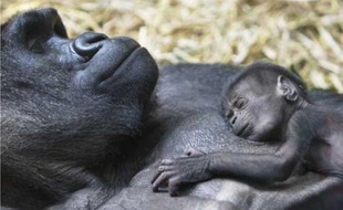 Mamitu, une gorille femelle de 30 ans et son bébé d'une semaine au zoo de Zurich, Suisse, le 23 juillet 2007.