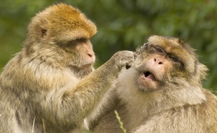 Des macaques de Barbarie (illustration).