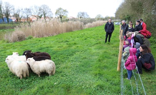 Des enfants ont accueilli les moutons, à Bouguenais.