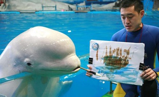 Un béluga peintre a déjà pu être observé en 2010, au Polar Ocean World, en Chine
