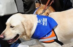 Un retraité malvoyant refoulé d’un restaurant car accompagné de son chien g…