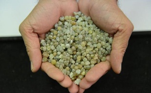 Des diamants bruts présentés par un diamantaire indien le 5 décembre 2014 dans son bureau à Surat, dans le Gujarat en Inde