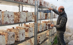 Romain Redais surveille sa culture de champignons shiitakés.