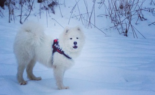 Un chien dans la neige