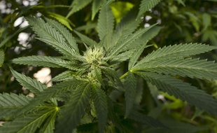 Un plant de cannabis.