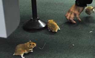 Les rongeurs, amateurs de câbles, présentent un danger certain... (photo d'illustration)