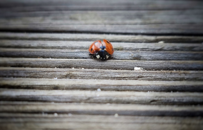 The macro photos of the Mi 11 appeal to the retina.