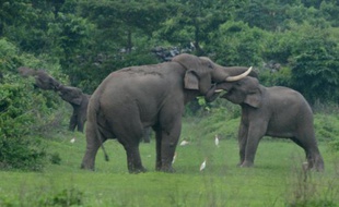 La survie en Afrique de l'éléphant est toujours menacée, selon la Cites