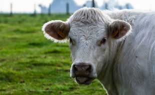 Image d'illustration d'une vache dans un pré.