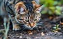 Le chat du voisin se croit chez lui dans votre potager ? Il faut agir vite, voici quoi faire