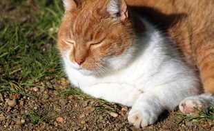 Le chat a été retrouvé avec une flèche de 88 centimètres dans le dos. (illustration)