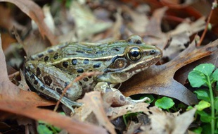 Cette espèce de grenouille léopard a été découverte à New York, dans le quartier de Staten Island.