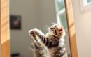 Votre chat gratte le miroir ? Les vraies raisons derrière ce geste surprenant et comment y réagir efficacement
