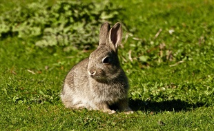 Illustration d'un petit lapin.