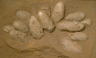 Illustration: des oeufs de dinosaures.