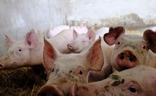 Les portraits des nouveaux agriculteurs de «L'Amour est dans le pré» débarquent ce lundi sur M6
