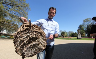 Cyrille Lejas tient dans les mains un ancien nid de frelons asiatiques qui a accueilli jusqu'à 2.000 insectes.