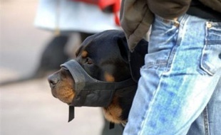 Les propriétaires de chiens dangereux devront désormais obtenir un "permis de détention" délivré par le maire de la commune où ils résident, avec l'adoption définitive jeudi par le Parlement d'un projet de loi en ce sens.