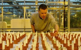 Photographie transmise par le département de recherche de l'université de Wageningen le 6 mai 2016 montrant le chercheur Wieger Wamelink inspectant ses cultures dans un sol pseudo-martien au laboratoire de l'université aux Pays-Bas