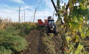 L'arracheuse du tracteur au travail pour couper les grosses lianes lors de la récolte du houblon en Alsace.