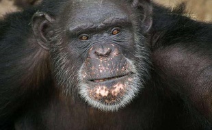Brent, 37 ans, le chimpanzé pensionnaire du refuge Chimp Haven de Keithville, en Louisiane, qui peint avec sa langue.