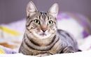 Votre chat vous regarde dormir ? Découvrez la surprenante vérité derrière ce comportement intrigant