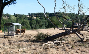 A cause de la sécheresse, cette année, i n'y a plus d'herbes dans les pâturages pour les bovins. Charente Saint Sulpice, France-